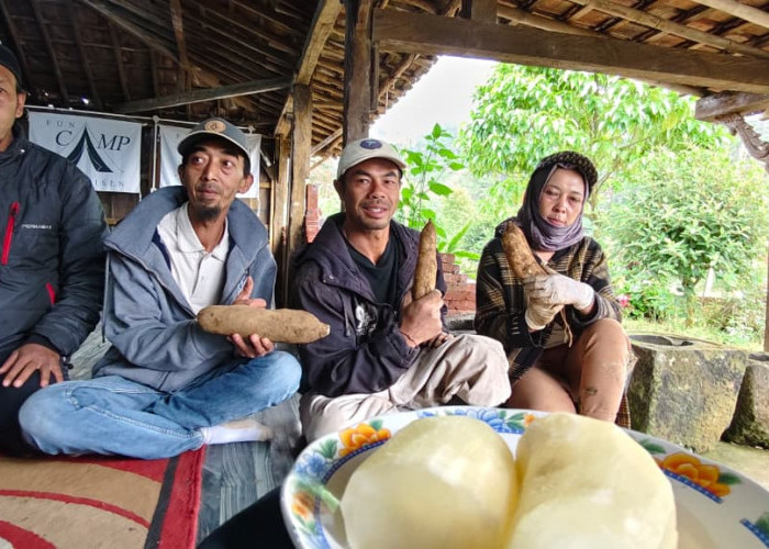 Yakon Dieng Kaya Inulin dan FOS, Budidaya 15 Hektare Bakal Dikembangkan Wisata di Dieng