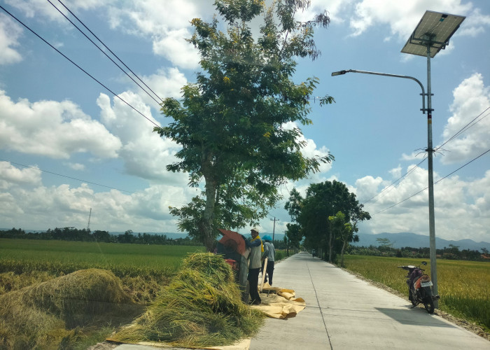 Wilayah Cilacap Mulai Panen, Harga Beras Mulai Turun