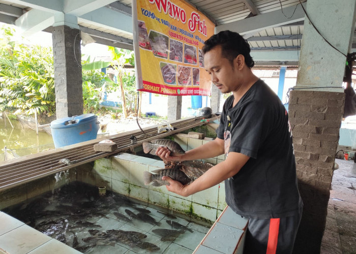 Ikan Air Tawar Belum Jadi Pilihan Dapur MBG, Pedagang Purbalingga Sebut Ayam dan Telur Lebih Diminati