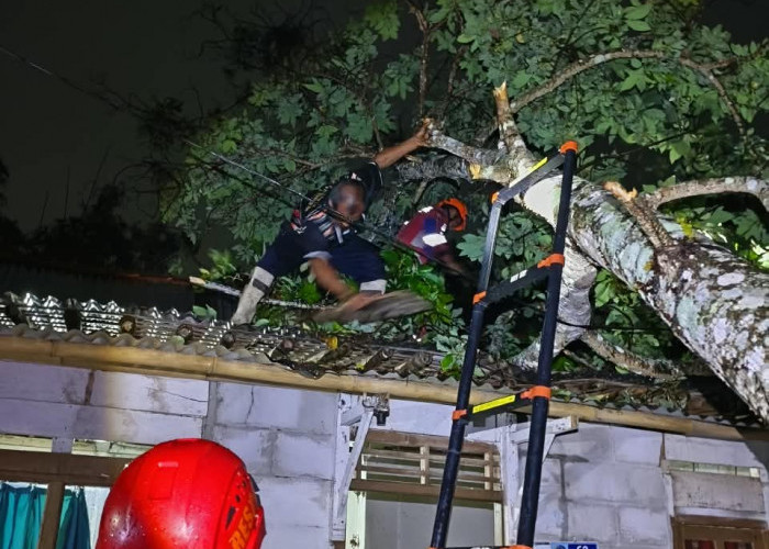 Pohon Alpukat Timpa Rumah Warga Kedungbanteng, Hujan Deras Picu Pohon Tumbang di Karangnangka