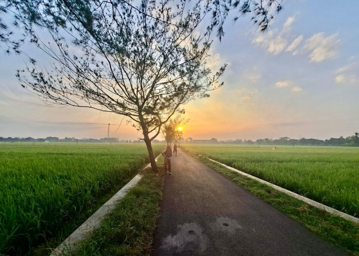 Dishanpan Cilacap Dorong Petani Untuk Kurangi Pestisida pada Tanaman Pangan