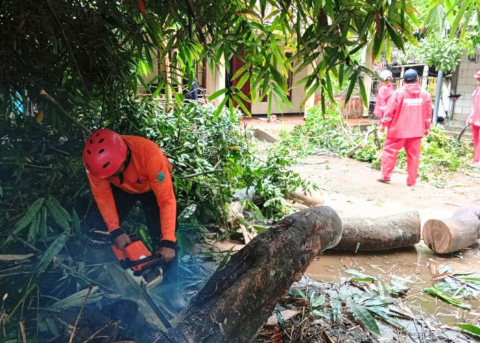 Pohon Tumbang dan Longsor Rusak Bangunan Warga Kebumen