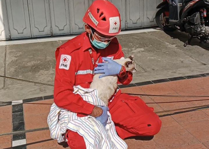Petugas PMI Selamatkan Kucing yang Terjebak dalam Toko yang Terdampak Kebakaran Rita Pasaraya Cilacap