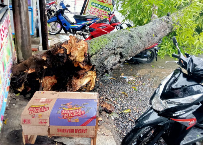Hujan Disertai Angin Kencang, Pohon Teduh Tumbang Timpa Motor di Jalan Banyumas 