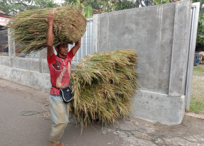Idul Adha, Berkah Bagi Penjual Pakan Ternak Kebumen