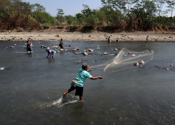Lomba Jala Ikan, Cara Warga Penaruban Jaga Sungai Klawing