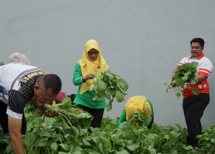 Ramadan Produktif, Warga Binaan Rutan Banjarnegara Panen Sawi Hijau