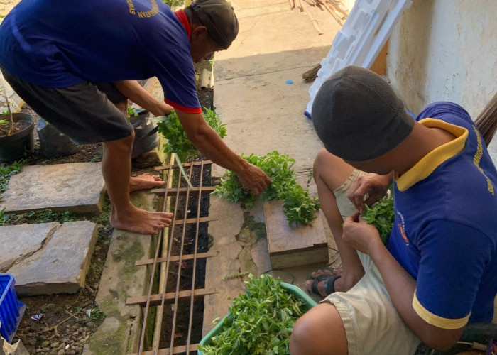 Warga Binaan Asimilasi Rutan Banyumas Panen Sayur, Program Kemandirian Jadi Bekal Usai Bebas