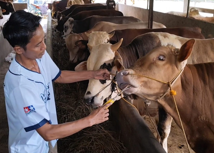 Permintaan Meningkat, Harga Sapi Kurban Tembus Rp 40 Juta di Banjarnegara