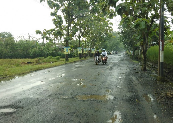 Muncul Wacana Pendirian Pabrik Gula Tebu di Purbalingga