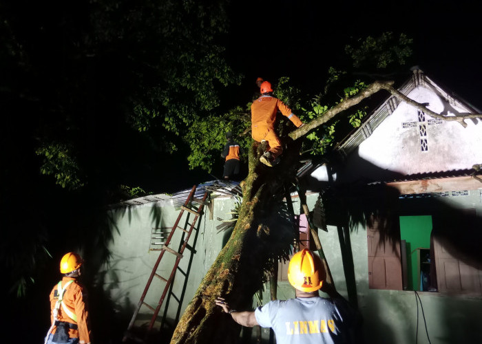 Hujan Angin Tumbangkan Pohon Timpa Rumah Warga di Sumbang, Tim Gabungan Bergerak Cepat Lakukan Evakuasi