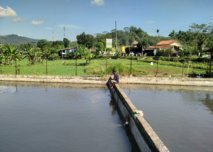 Stok Melimpah, Ikan Hasil Budidaya Desa Pancasan, Ajibarang Dijual dengan Harga Lebih Murah Pada Warga
