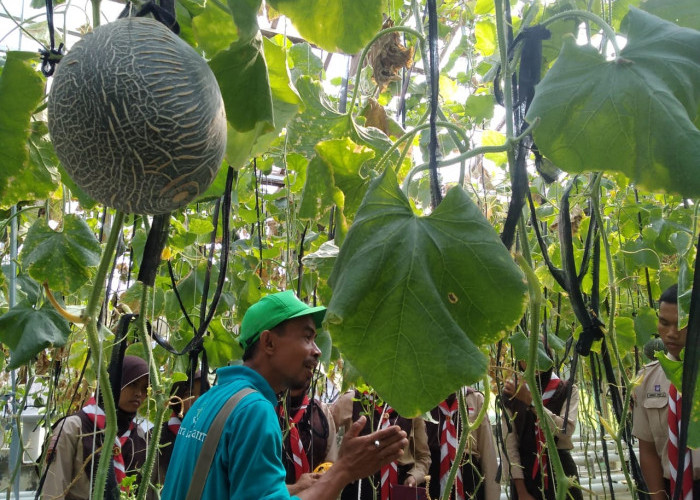 Keren, Melon Hidroponik di Lokasi Langganan Banjir jadi Rujukan Sekolah Adiwiyata