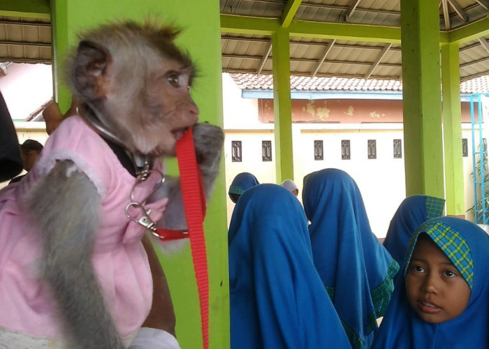 Vaksinasi Rabies, Monyet Berbaju Pink Curi Perhatian