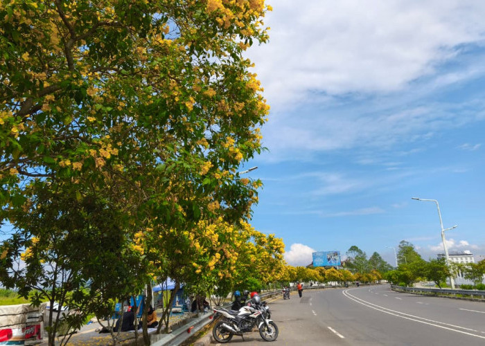 Jalan Bung Karno Dipenuhi Bunga Tecoma Mekar, DLH Banyumas Siapkan Identitas Tanaman Tiap Jalan