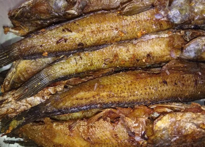 7 Manfaat Protein Ikan Gabus untuk Kesehatan, Penyembuhan Pasca Operasi