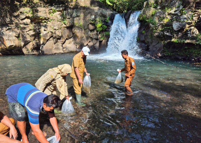 Perkuat Ketahanan Pangan dan Ekosistem Sungai, DPPP Purbalingga Sebar 30 Ribu Benih Ikan