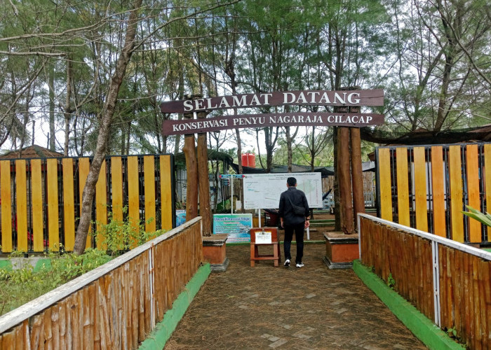 Sepanjang April - Mei, Ditemukan 10 Sarang Penyu di Pesisir Pantai Sodong - Jetis