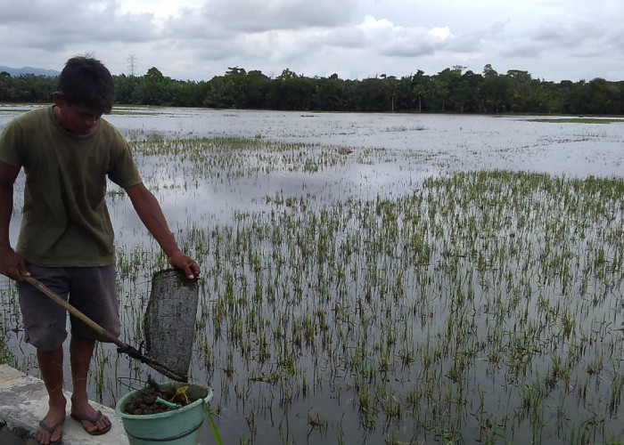 Delapan Hektare Persemaian di Banyumas Timur Tergenang Banjir