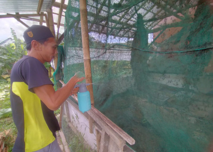Produksi Maggot Desa Pancasan Diujicobakan Untuk Pangan Usaha Ternak Puyuh