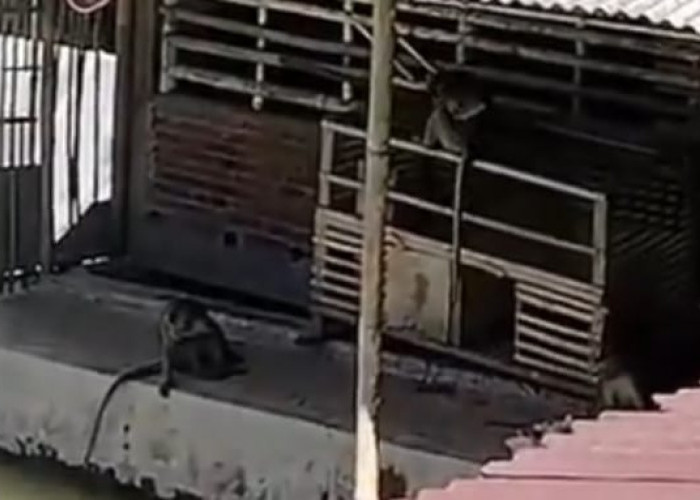 Kawanan Monyet Serang Tanaman Warga di Desa Luwung Banjarnegara