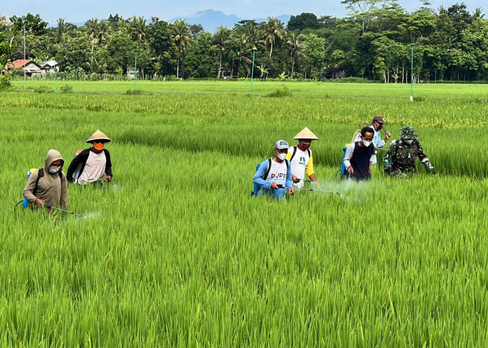 Antisipasi Hama, Petani Jatiluhur Lakukan Penyemprotan Pestisida Nabati.