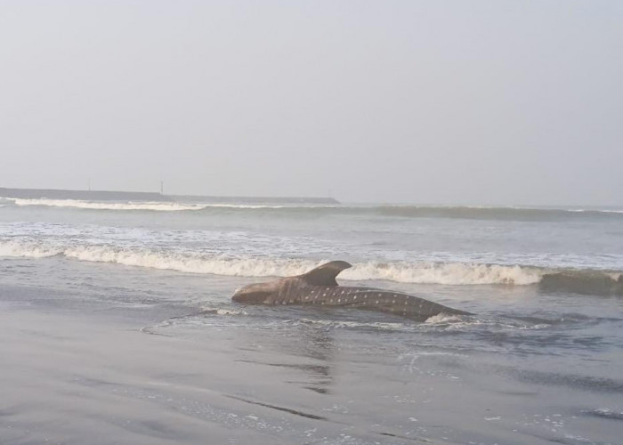 Hiu Paus Seberat 1 Ton Ditemukan Mati Terdampar di Pantai Bleberan Cilacap