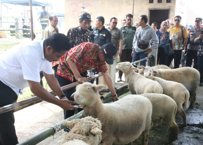 Anakan Domba Batur Usia 4-5 Bulan, Harganya Mencapai Rp 2-3 Juta di Lelang Banjarnegara 