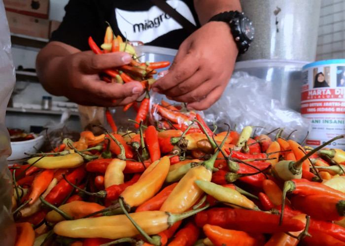 Lebih dari Satu Bulan Harga Cabai Rawit Merah Masih Jauh Diatas Harga Normal