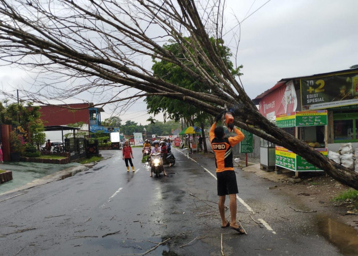 Hujan Deras dan Angin Kencang Sebabkan Pohon Tumbang di Jalan Kalikabong, Lampu Jalan Terputus