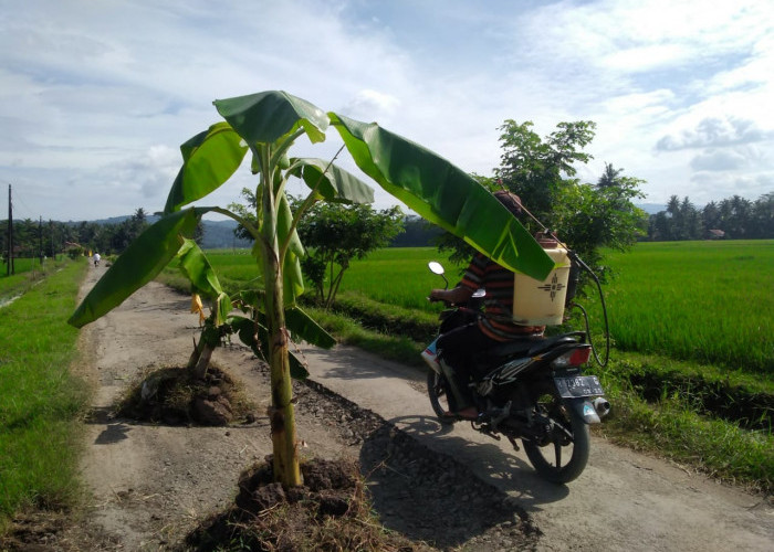 Ruas Sirau-Nusamangir Ditanami Pohon, Begini Tanggapan DPU