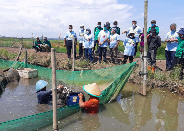 Produksi Sidat Cilacap Masih Minim, Pemkab Dorong Penambahan Kolam Budidaya