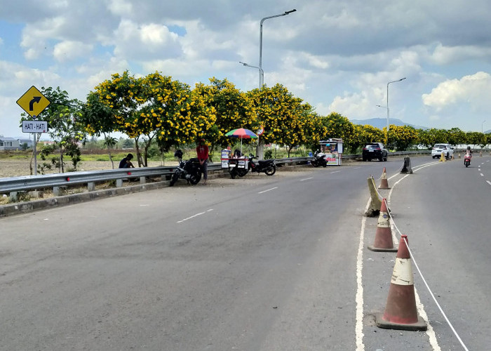 Puluhan Pohon Tecoma Stans di Jalan Bung Karno Mulai Berbunga