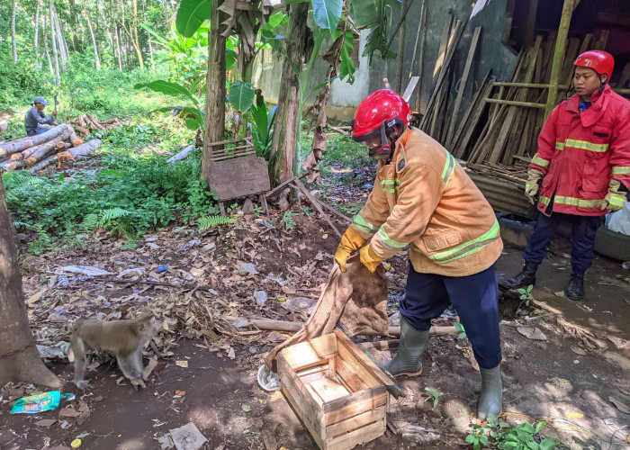 Membahayakan, Seekor Monyet Peliharaan di Nusawungu  Dievakuasi Petugas Damkar