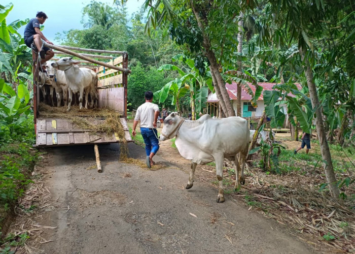 Antisipasi PMK, Pemeliharaan 20 Sapi Betina Gandeng Dinas