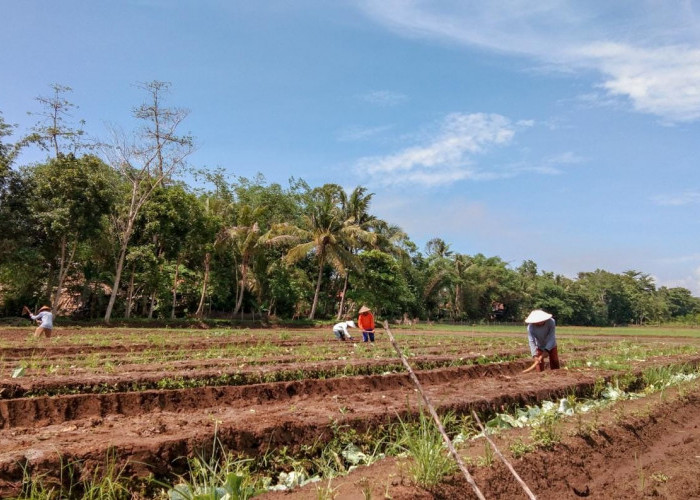 Upaya Pengendalian Inflasi, Pemkab Cilacap Maksimalkan Pertanian Bawang Merah di Cilacap 