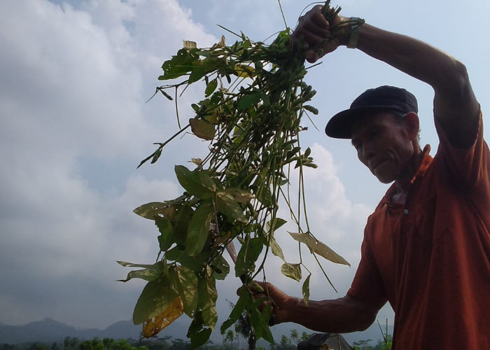 Cuaca Tak Tentu, Petani Memanen Kedelai Lebih Awal