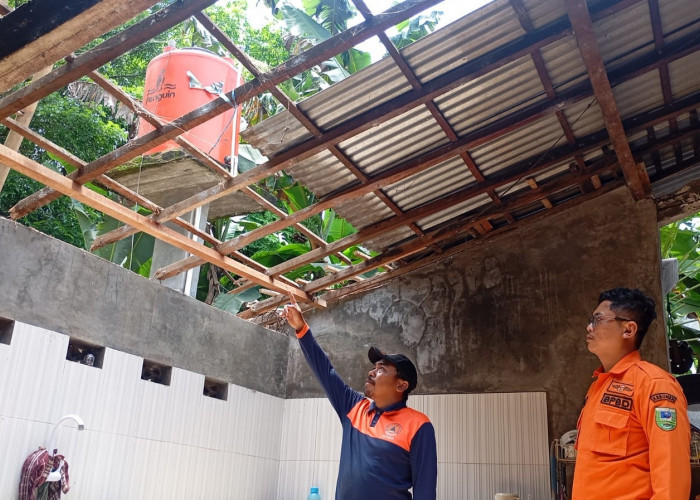 Hujan Deras Picu Pohon Tumbang dan Longsor di Tiga Kecamatan