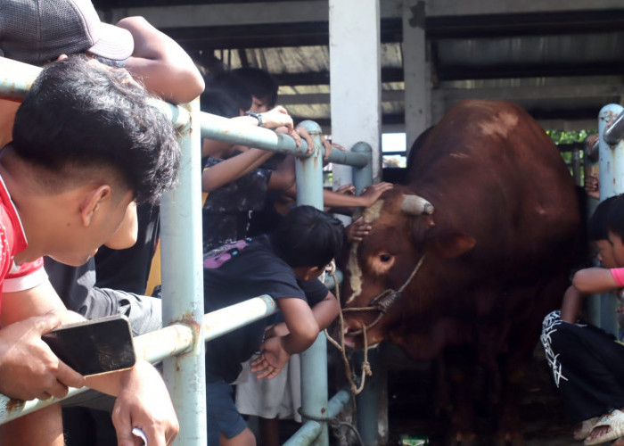 Sapi Bantuan Kemasyarakatan Presiden Jadi Tontonan, Bobot 1,2 Ton Tarik Perhatian Warga Banyumas
