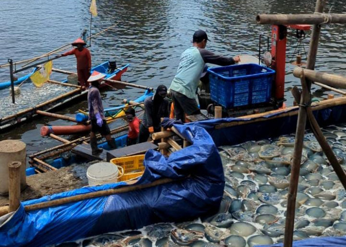 Ratusan Nelayan Cilacap Pasok Ubur-Ubur, Berkah Saat Paceklik Tangkapan Ikan