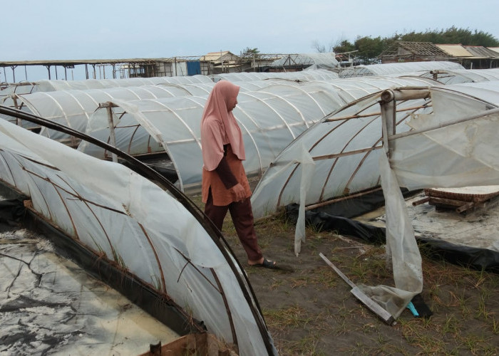 Abrasi Pantai Meluas, Tambak Garam di Bunton Terdampak dan Petani Merugi Ratusan Juta Rupiah