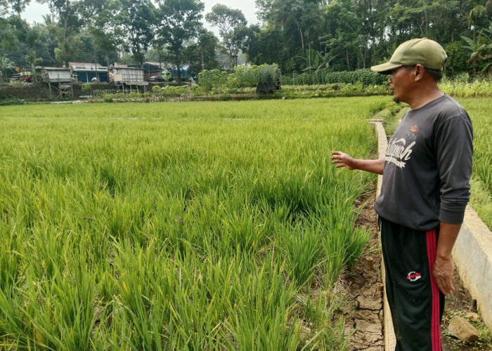 Kemarau Panjang Ganggu Pertanian Banyumas, Petani Cilongok Beralih ke Pola Hemat Air