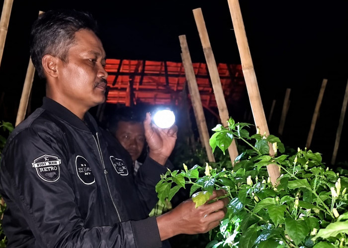 Harga Cabai Tembus Rp 50 Ribu per Kg, Petani Banjarnegara Ronda Kebun Tiap Malam