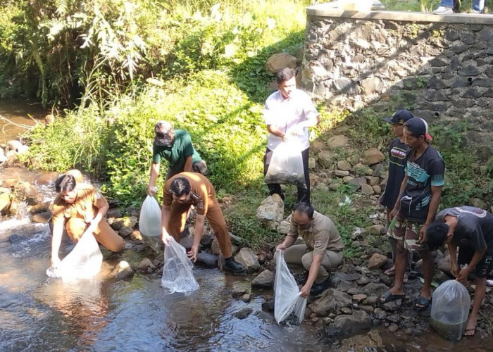 Ribuan Benih Nilem Ditebar ke Sungai Cimanik untuk Jaga Ekosistem 