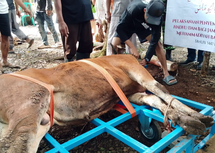 Dam Haji Disembelih di Tambak Banyumas, Seekor Sapi dan Delapan Kambing Dipotong