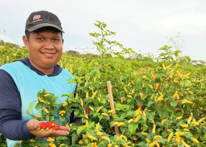 Cuaca Ekstrem, Panen Petani Cabai Kebumen Merosot