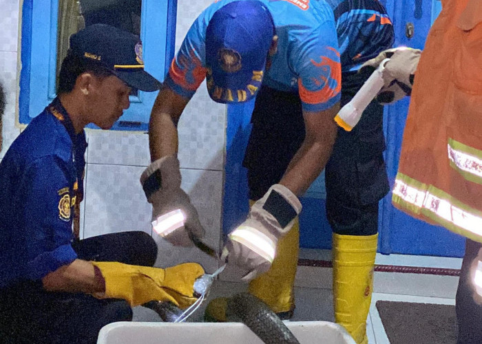 Ular Kobra 4 Meter Hebohkan Warga Sidanegara, Dievakuasi Petugas Damkar Cilacap