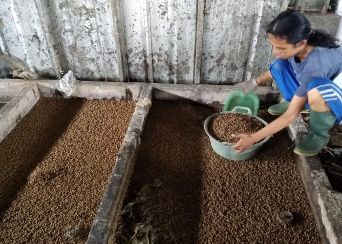 Pembudidaya TPST Sumpiuh Ubah Pola Pakan Magot