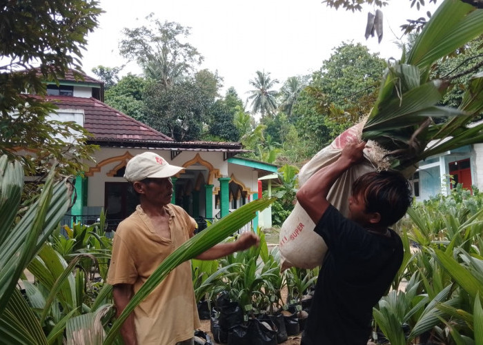 Bibit Kelapa Genjah Dibagikan, Tekan Risiko Penderes di Sumpiuh Banyumas