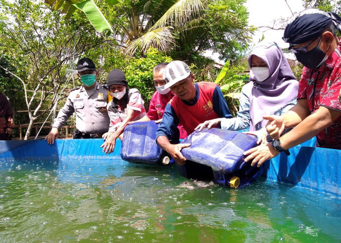 Banyumas Punya Misi Kembalikan Predikat Kabupaten Banyumas Sebagai Daerah Sentra Budidaya Ikan Gurami